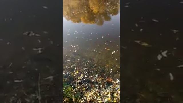 Мор рыбы на Пахре в Домодедово смотреть онлайн