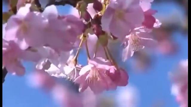 Цветение сакуры смотреть онлайн
