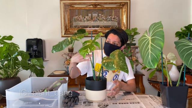 REVIEW ETSY PLANT PURCHASE Monstera Thai Constellation & Philodendron Gloriosum + Plant Care & Tips смотреть онлайн