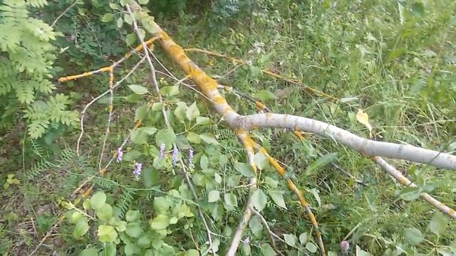 Подготовка коры осины и берёзы #1 (Внимание: на видео ошибка - это не кора осины!) смотреть онлайн