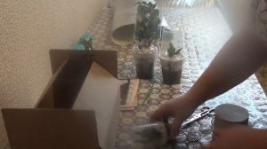 Как упаковать Фикус и Хойю для отправки почтой России.