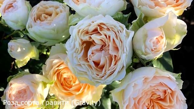 Мои РОЗЫ из Питомника Роз / Более 30 Сортов с Названием / ОБЗОР Посылки смотреть онлайн