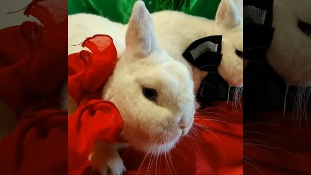 Гермелины смотреть онлайн