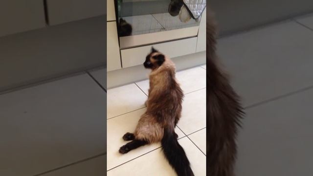 восстановление кошки с переломом позвоночника смотреть онлайн