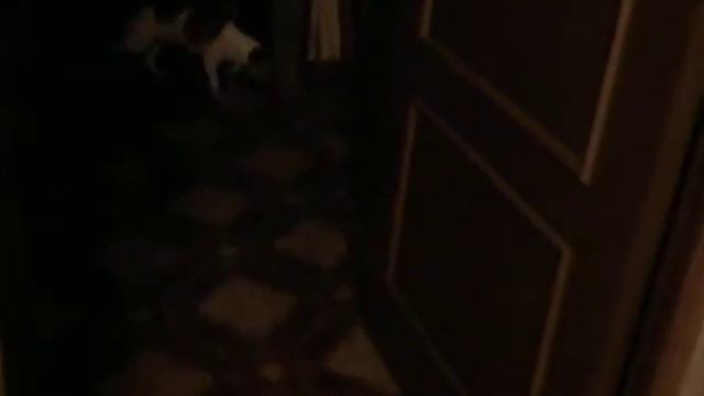 Собачья жизнь.AVI смотреть онлайн