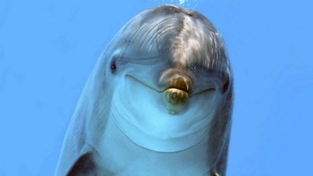 Дельфины спят с одним открытым глазом смотреть онлайн