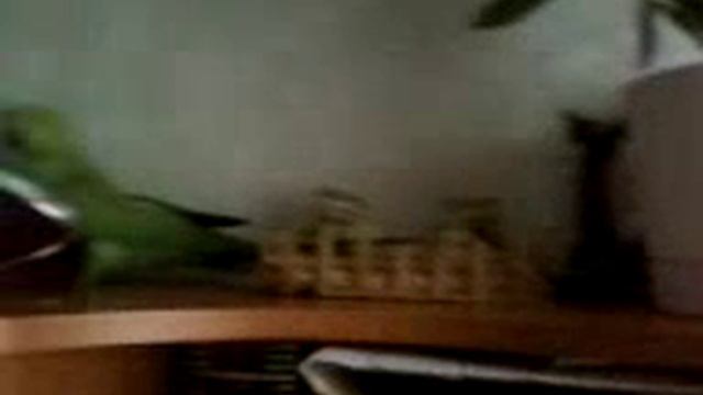 Ожереловый попугай Аврюша и Зеркало