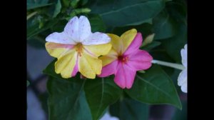 Цветок,который сильно разочаровал - Мирабилис(Ночная красавица, Зорька)