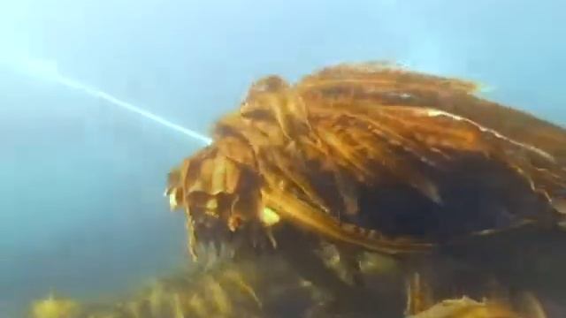 Добыча Ламинарии Ангустаты в Охотском море смотреть онлайн