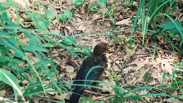Чёрный дрозд - Turdus merula - Common blackbird смотреть онлайн