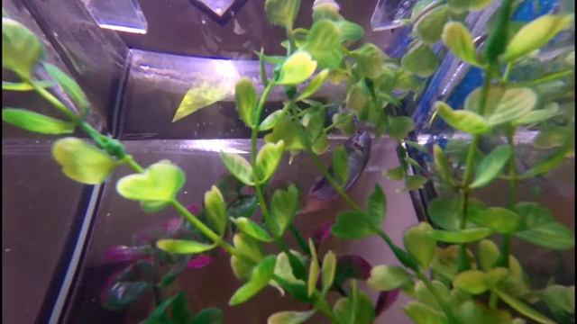 Макроподы нерест смотреть онлайн