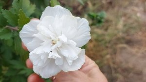 Сорта сирийского гибискуса. Размножение черенками