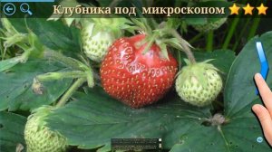 Тайны Микромира - викторина. Отгадай фото через микроскоп.  Интересные факты, интеллектуальные игры