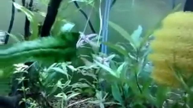 Gambario 50L red cherry y rasbora maculata смотреть онлайн