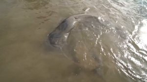 Сом 95 кг. "Персидская княжна"   Ловля сома. На что ловятся сомы гиганты. Как прикормить сома.