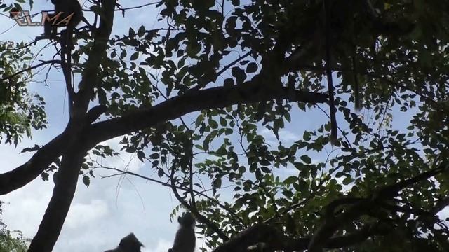 35 Маленькие бандиты Мир дикой природы в городе Шри Ланка SriLanka Куда поехать смотреть онлайн