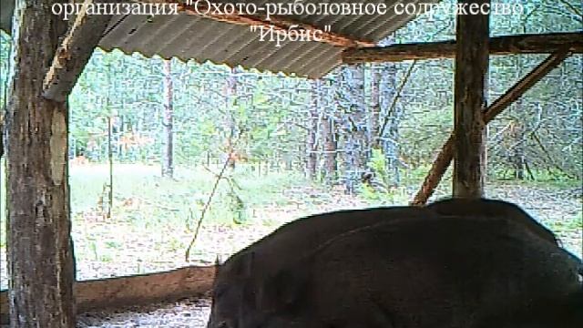 Небольшое стадо кабанов на кормушке смотреть онлайн