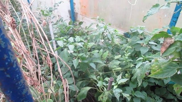 .Small tomatoes of the SANKA variety grow throughout October.Мелкие томаты сорт САНЬКА смотреть онлайн