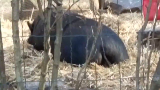 Алабаи и вьетнамская свинка смотреть онлайн