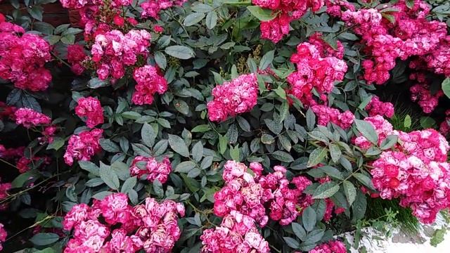 Полиантовая роза Альберих. rozapochtoi.ru смотреть онлайн