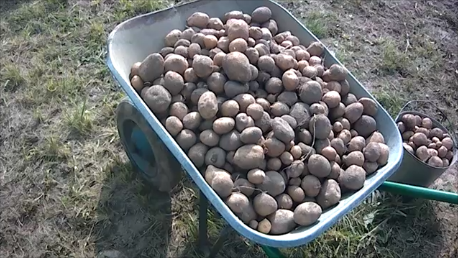 Выкапываем картофель на грунтозацепах. Урожай 2021. смотреть онлайн