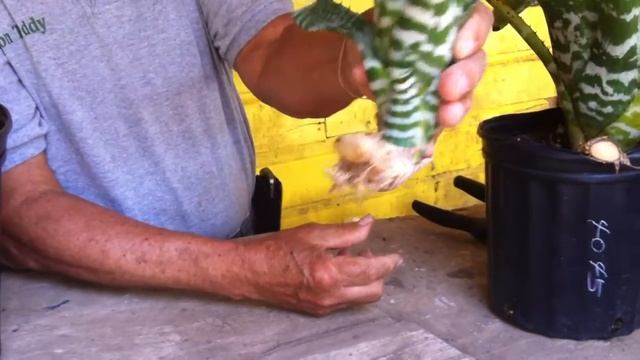 Don Teddy explica como separar una bromelia смотреть онлайн