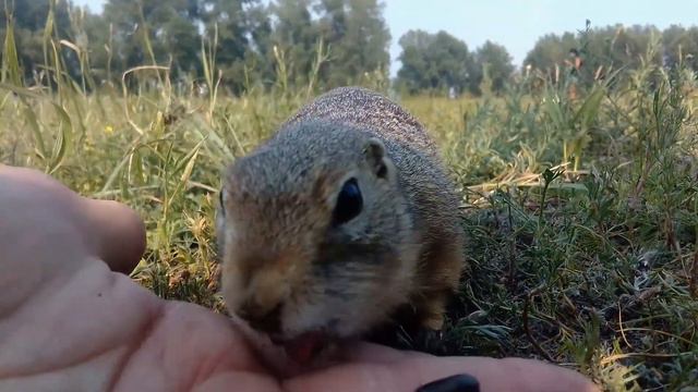Кормили Суслика