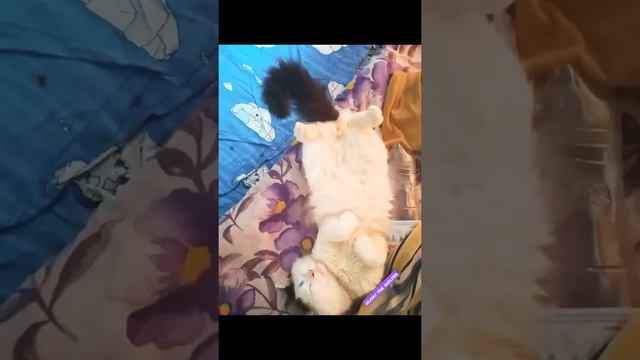 Siberian cat смотреть онлайн