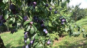 Слива Ниагара. Нестареющая классика / Урожайные и зимостойкие сорта слив