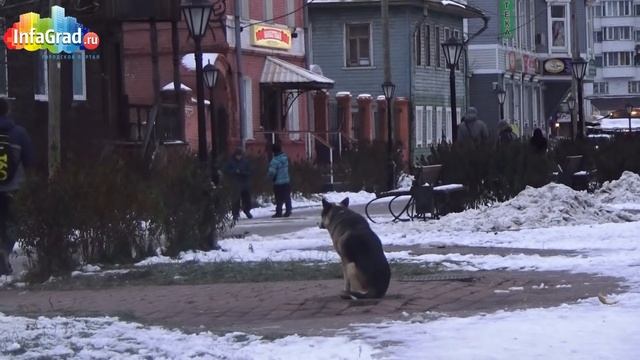 Архангельский «Хатико» ждёт своего хозяина на Чумбаровке смотреть онлайн