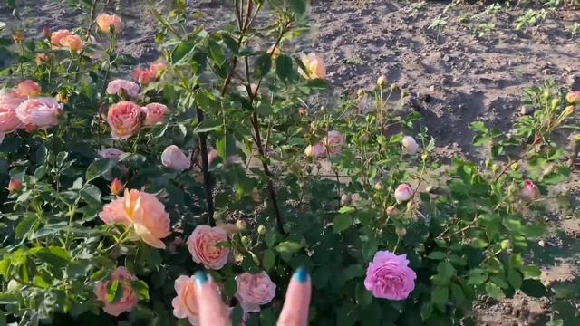 ЦВЕТЕНИЕ РОЗ 2022??. МАГИЯ ФИОЛЕТОВЫХ РОЗ?❤️??? смотреть онлайн