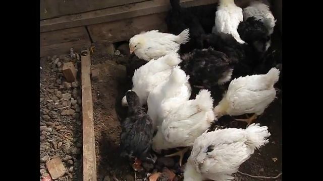 выгул для цыплят///где и когда цыплята гуляют смотреть онлайн