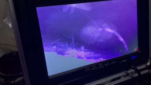 Навага на камеру интересуется прикормкой.Скоро полный ? смотреть онлайн