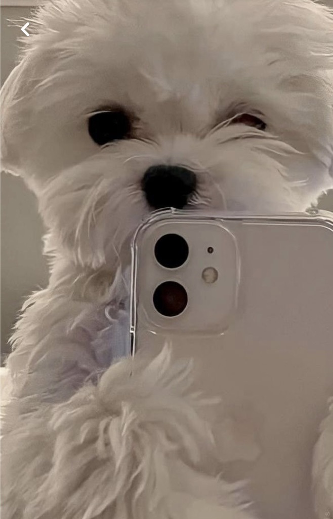 Транслейшн Корины и Арины смотреть онлайн