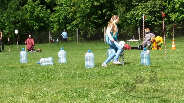 27 05 17 г  Моя собака Слалом далматин Арэн