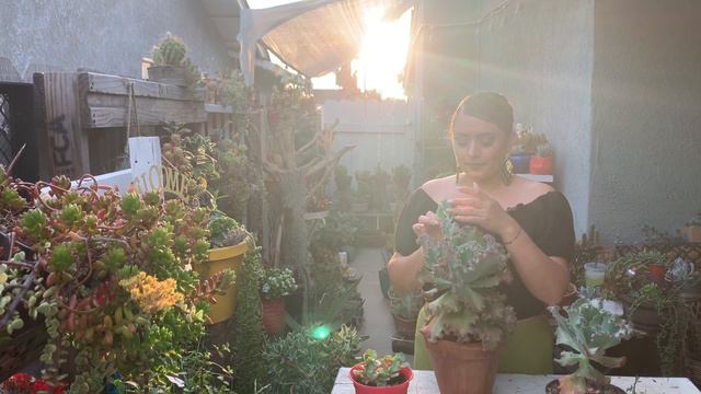 Como sacar hijuelos Echeveria Gibbiflora/ esto me funciono a mi. смотреть онлайн