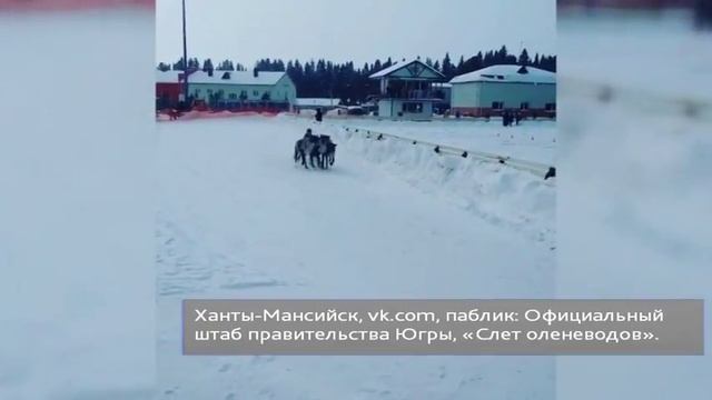 Белые медведи в Югре, оторвавшийся руль и другие забавные ролики, набравшие десятки лайков смотреть онлайн