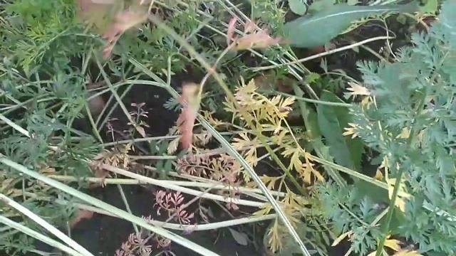 убираю морковь. сорта санькина любовь, дордонь, император, канада, самсон. смотреть онлайн