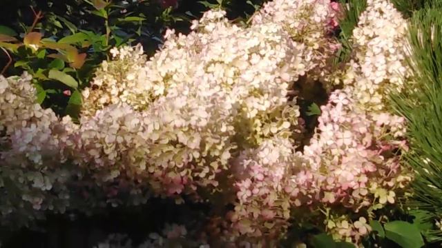 Конец августа. Лето уходит, Успение Богородицы... Отдыхаем ☺ смотреть онлайн