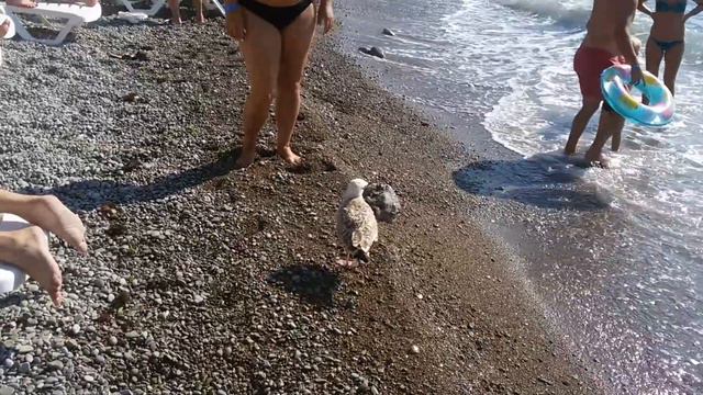 Чайка на берегу моря смотреть онлайн