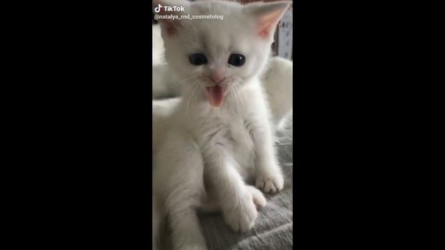 СМЕШНЫЕ ЖИВОТНЫЕ , КОТЫ СОБАКИ ЛУЧШИЕ ПРИКОЛЫ 2020 смотреть онлайн