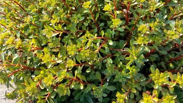 #седум #суккулент / Седум( лат. Sedum)на красных ножках. Почвопокровник переднего плана.  Видео II.
