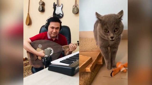 Поющий кот. смотреть онлайн