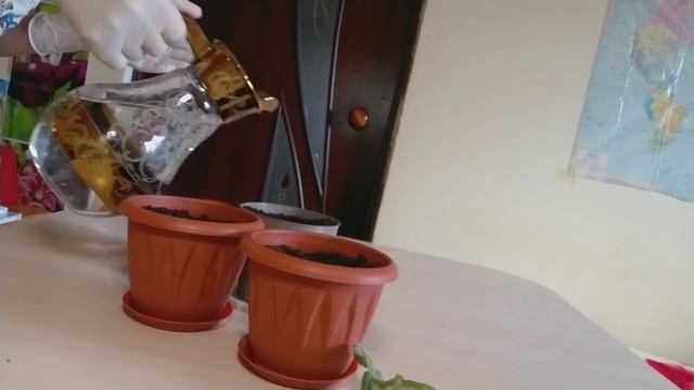 Фиалка гүлін жапырақтан тамырлатып өсіру смотреть онлайн