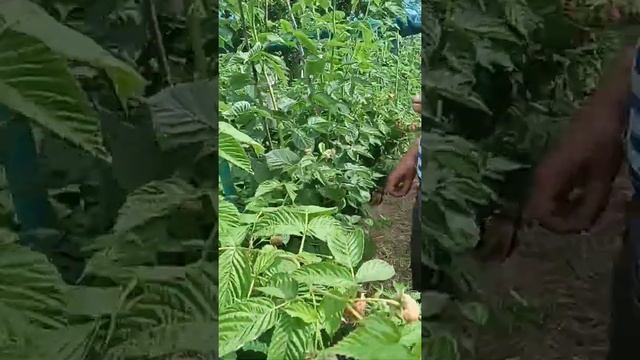 Малина ''ТУТАЙМЕРЫ'' 2 урожая крупнее не бывает. смотреть онлайн
