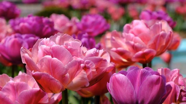 Discover The Beauty Of Double Tulips - Tulipa Aveyron
