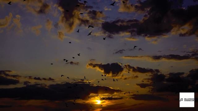 Расслабляющая музыка, пение птиц, музыка для медитации. смотреть онлайн