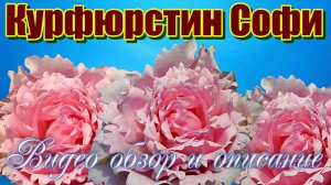 Роза Курфюрстин Софи (Шраб) - Kurfurstin Sophie (Meilland Франция, 2010)