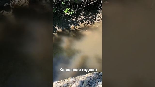Кавказская гадюка в речке ! Будьте осторожны ⚠️ смотреть онлайн