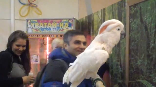 8(965)380-13-11 | Танцующий попугай какаду видео смотреть онлайн